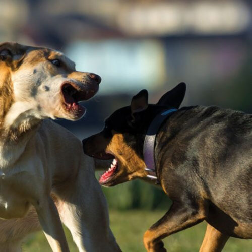 Rabies Symptoms, Prevention, and Treatments in Humans and Farm Animals